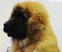 de wilear - Leonberger - Portée née le 01/09/2014