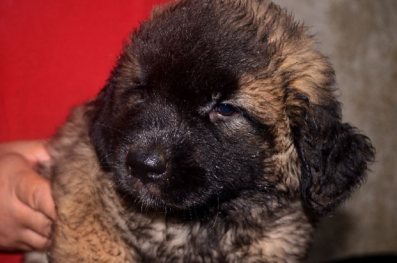 de wilear - Chiots disponibles - Leonberger